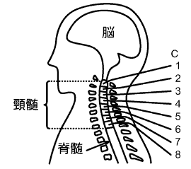 第4頚髄節 が残存している人：肩をすくめる以外の運動はほとんどできず、食事や歯磨きなどの身の回りのこともできません。